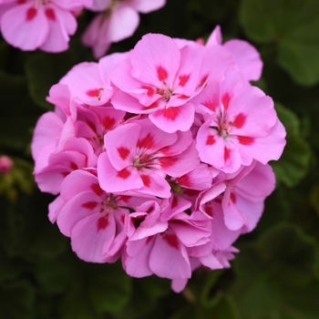 Pelargonium x hortorum 'Lavender+Red Eye' 