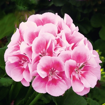 Pelargonium x hortorum Sunrise™ 'Raspberry Eye'