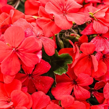 Pelargonium Timeless™ 'Orange'