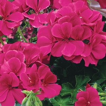 Pelargonium 'Cante Ros' PP15834, Can 2217