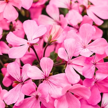 Pelargonium 'Cante Pinka' PP20678, Can 3734