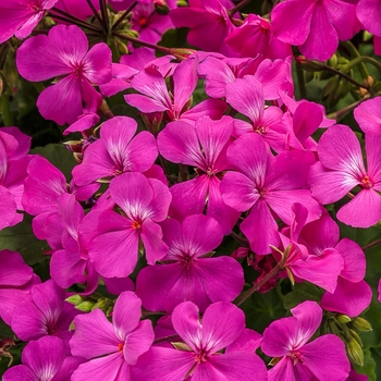 Pelargonium Timeless™ 'Lavender'