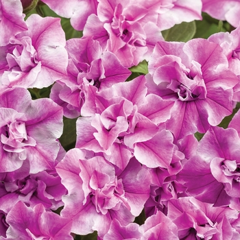 Petunia 'BBTUN22503' PPAF, Can PBRAF