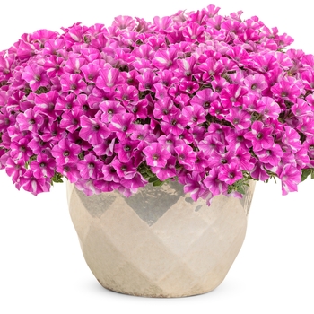 Petunia 'BBTUN91601M2' PPAF, Can PBRAF