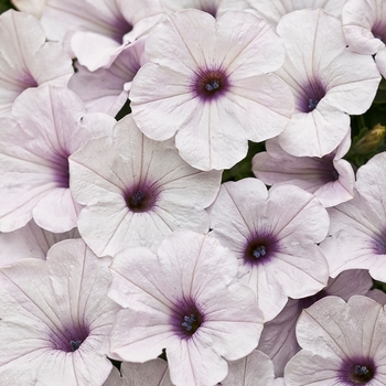 Petunia 'Petwiblv' PP17247, Can 2594