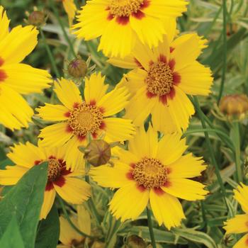 Coreopsis 'Tequila Sunrise' 