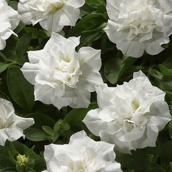 Petunia 'Double White' PPAF