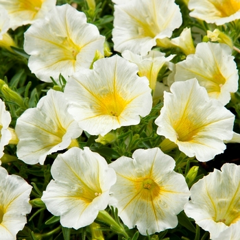 Petunia 'Yellow' 