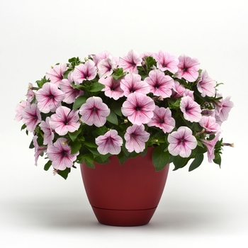 Petunia Headliner™ '' (144422)