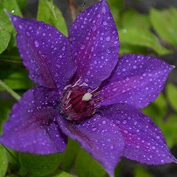 Clematis 'Edda™' 