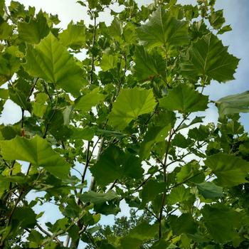 Platanus x acerifolia 'DTR-127' 