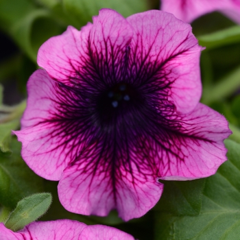 Petunia 'Blueberry' 