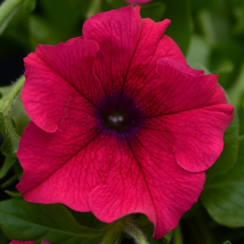 Petunia 'Hot Pink' 