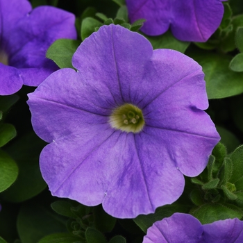 Petunia 'Light Blue' 