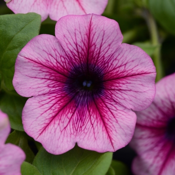 Petunia 'Pink Vein' 