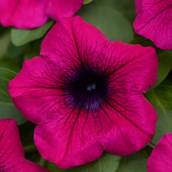 Petunia 'Purple' 