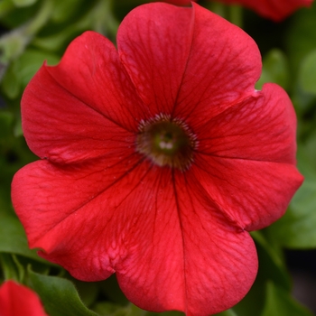 Petunia 'Red' 