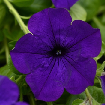 Petunia 'Violet' 