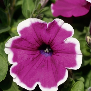 Petunia 'Violet Picotee' 