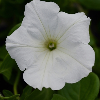 Petunia 'White' 