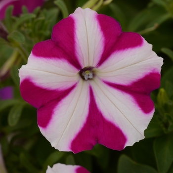 Petunia 'Carmine Star' 