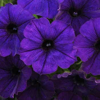 Petunia 'Blue' 