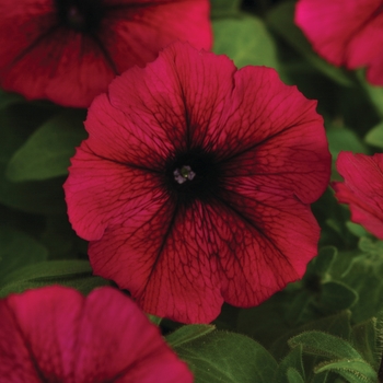 Petunia 'Burgundy' 