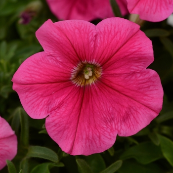 Petunia 'Dark Pink' 