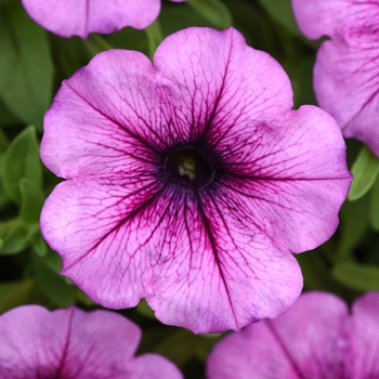 Petunia 'Lavender Star' 