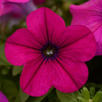 Petunia 'Magenta' 