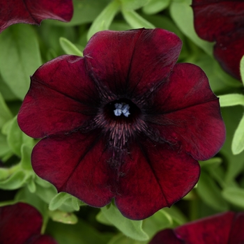 Petunia 'Pinot Red' 