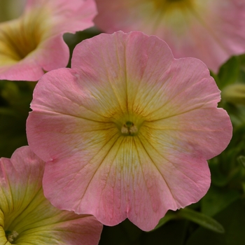 Petunia 'Pink Lemonade' 