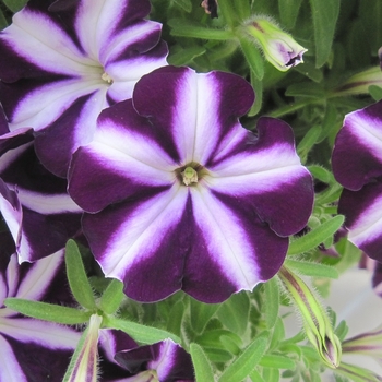 Petunia 'Purple Star' 
