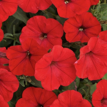 Petunia 'Red' 