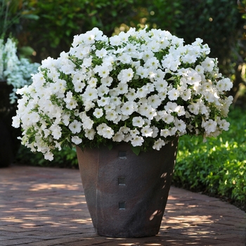 Petunia 'White' 