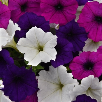Petunia Easy Wave® 'Great Lakes Improved'