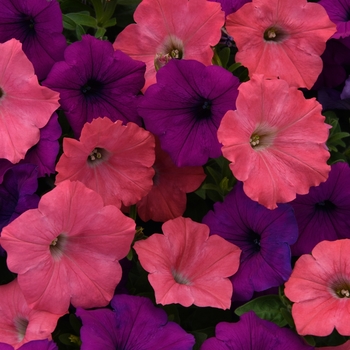 Petunia Easy Wave® 'Opposites Attract Mix'