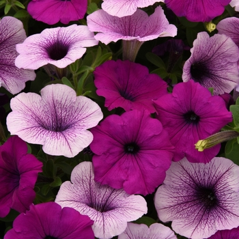 Petunia 'Plum Pudding Mix' 