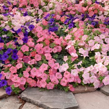 Petunia 'Beachcomber Mix' 