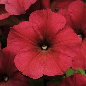 Petunia 'Berry Velour' 