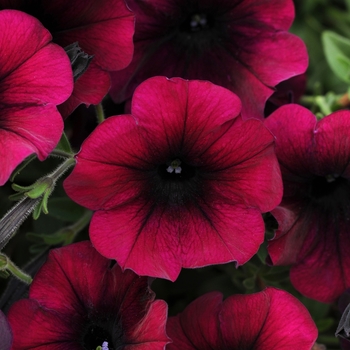 Petunia 'Burgundy Velour' 