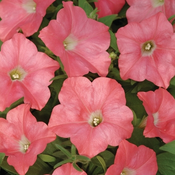 Petunia 'Coral Reef' 