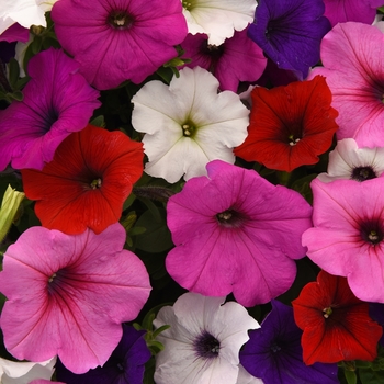 Petunia 'Formula Mix' 