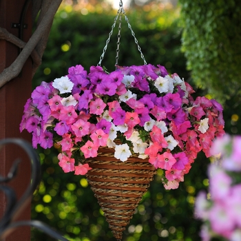 Petunia 'Gelato Mix' 