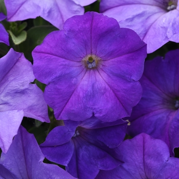 Petunia 'Lavender Sky Blue' 