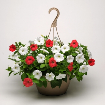 Petunia Easy Wave® 'Mix O'Canada'