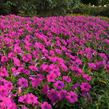 Petunia 'Neon Rose' 