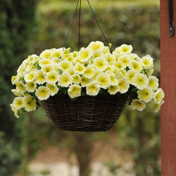 Petunia 'Yellow' 