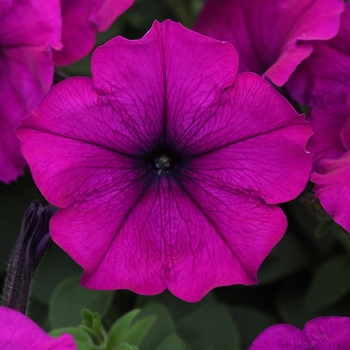 Petunia 'Violet' 