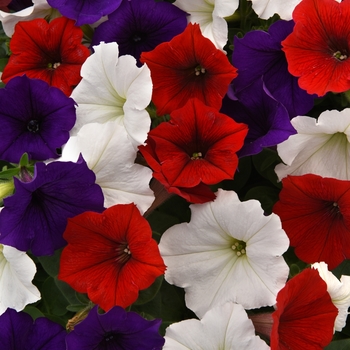 Petunia Easy Wave® 'The Flag Mix'